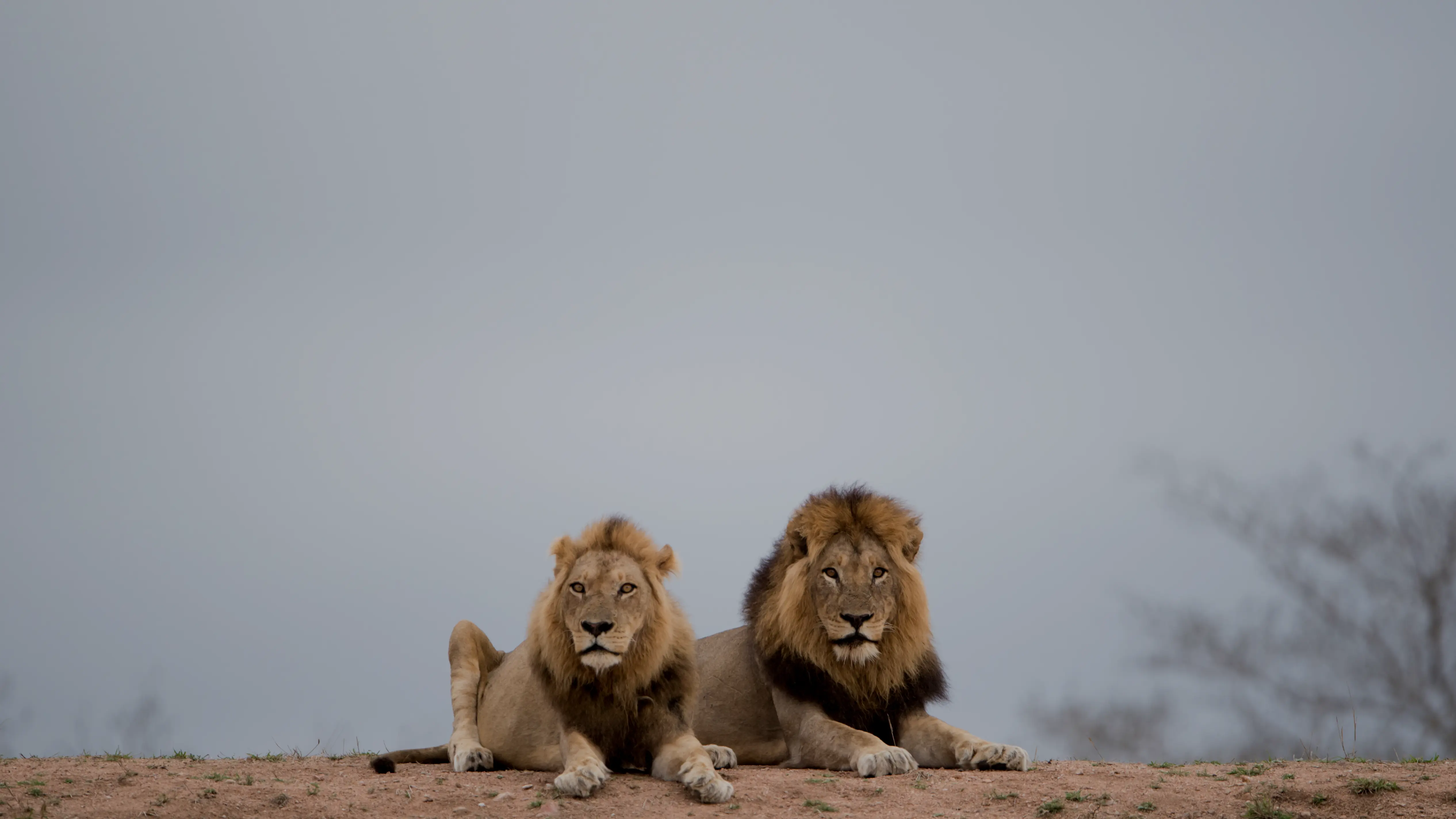 Two beautiful rhinoceros walking through the African bushveld with a black bird flying overhead